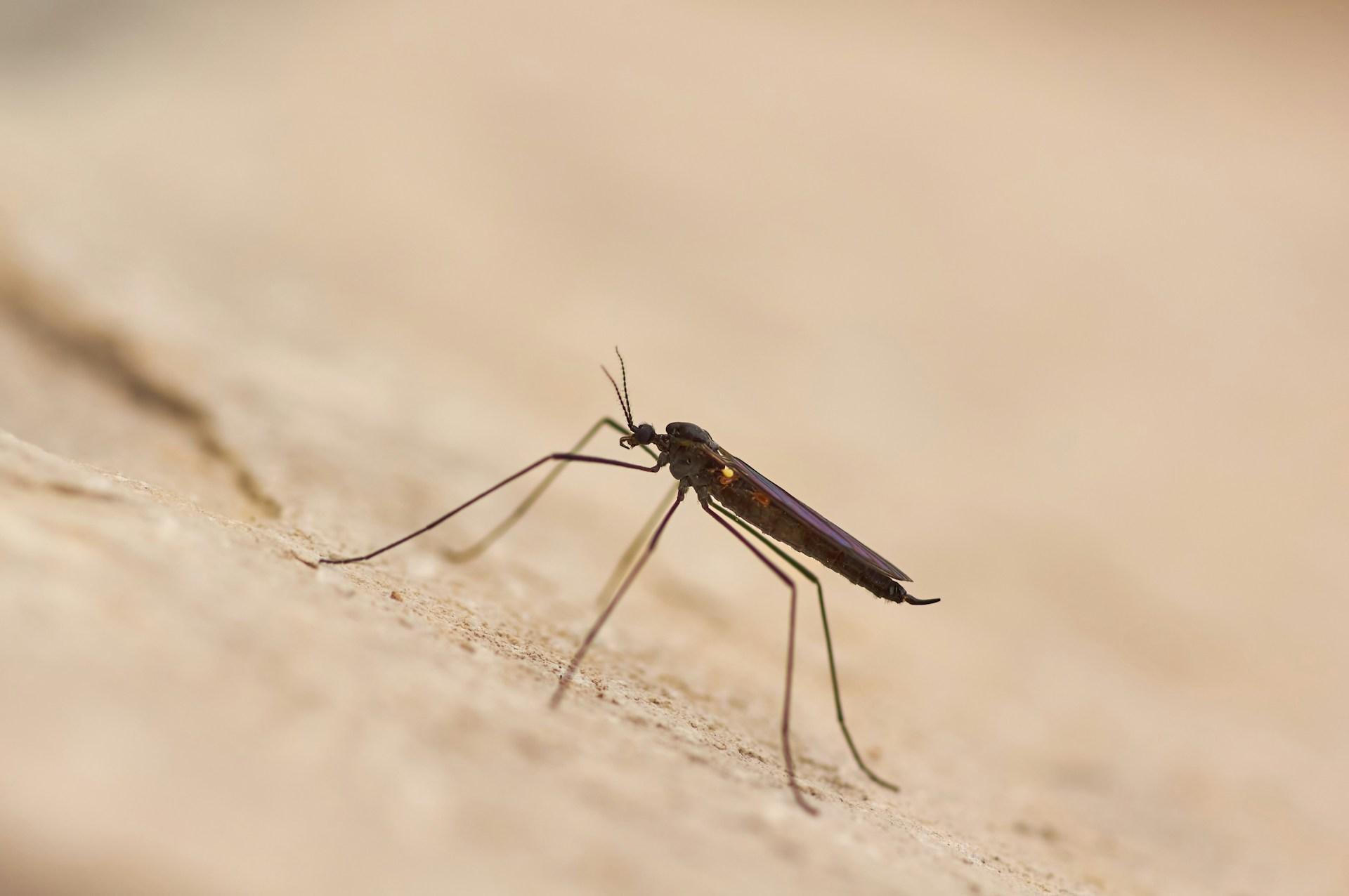Cover Image for Protect Yourself from Malaria: A Traveller's Guide